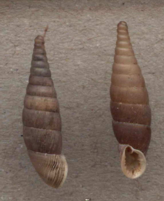 Bulgarica (Denticularia) denticulata (Olivier,1801)